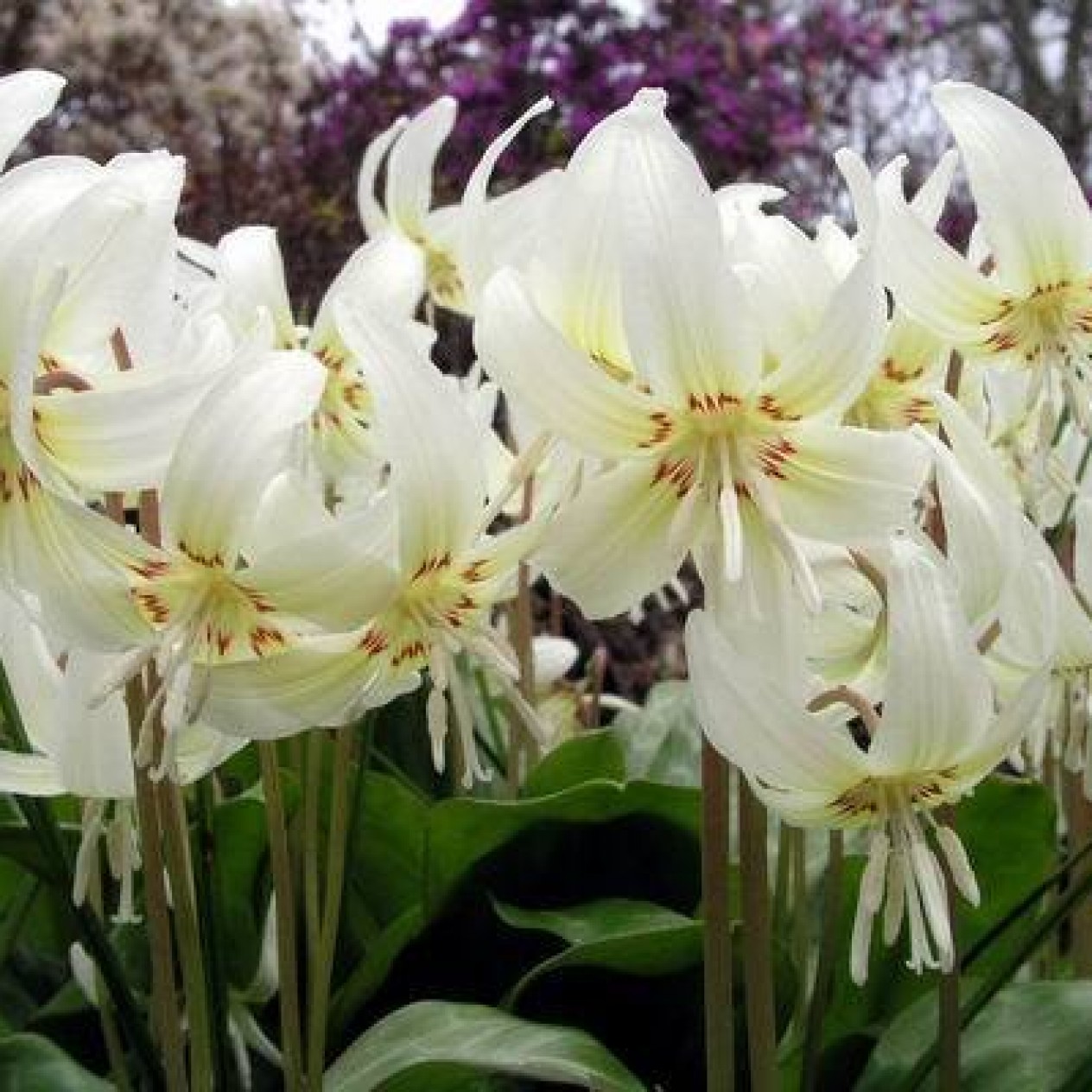 735420-erythronium-revolutum-white-beauty