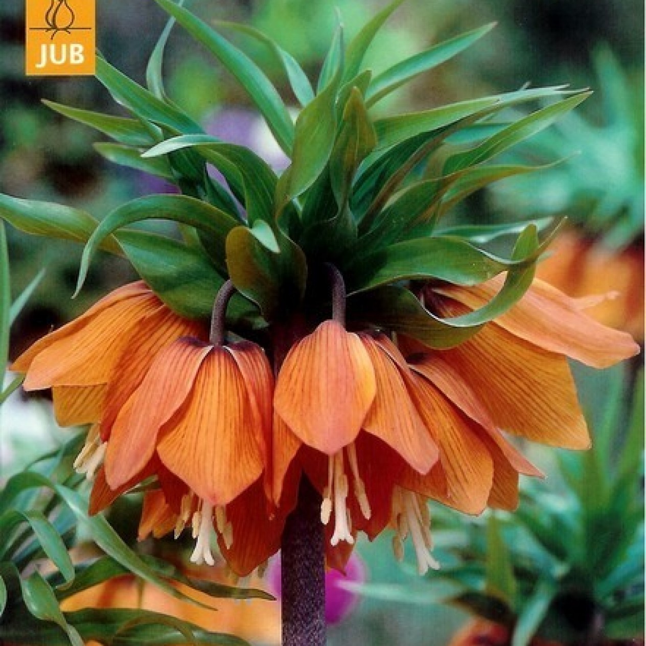 735450-fritillaria-imperialis-aurora