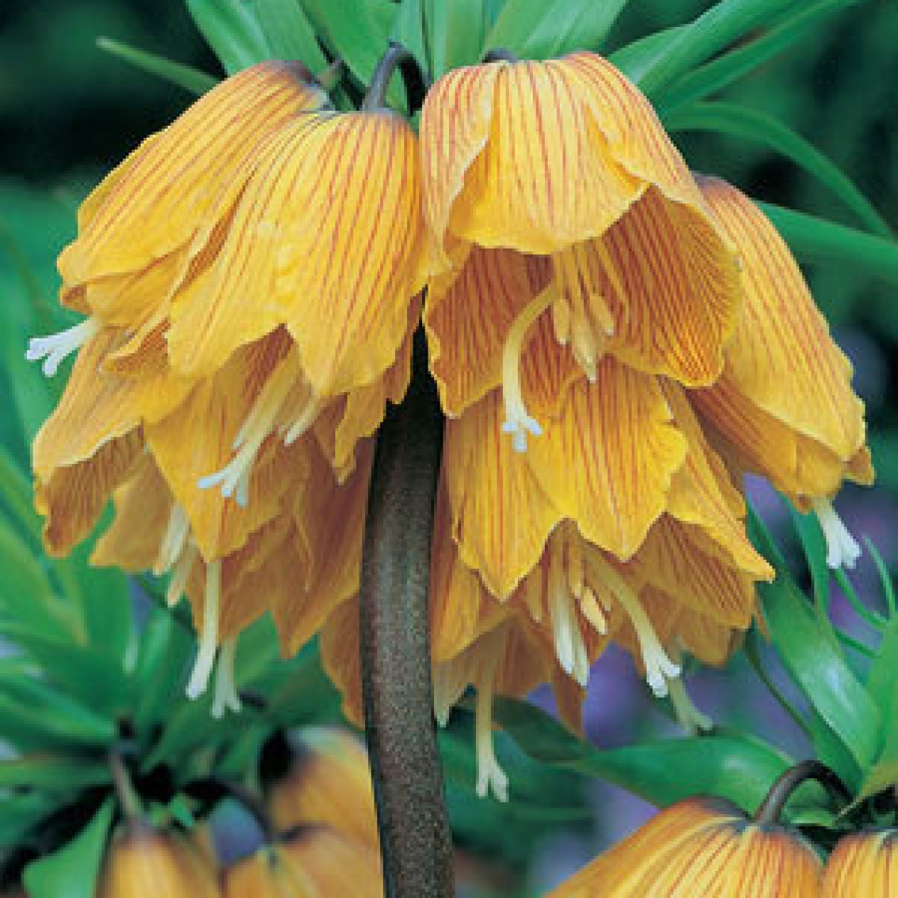 735550-fritillaria-imperialis-striped-beauty