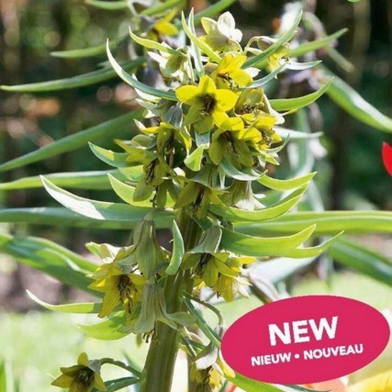 735688-fritillaria-sewerzowii-green-eyes