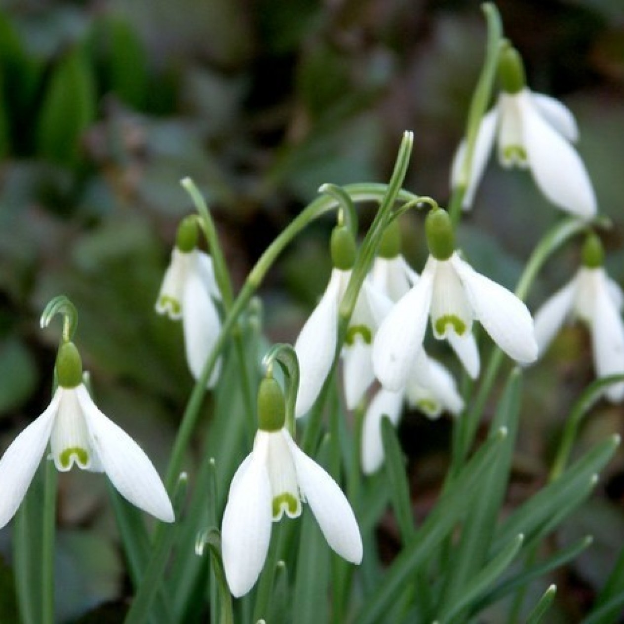 735730-galanthus-nivalis