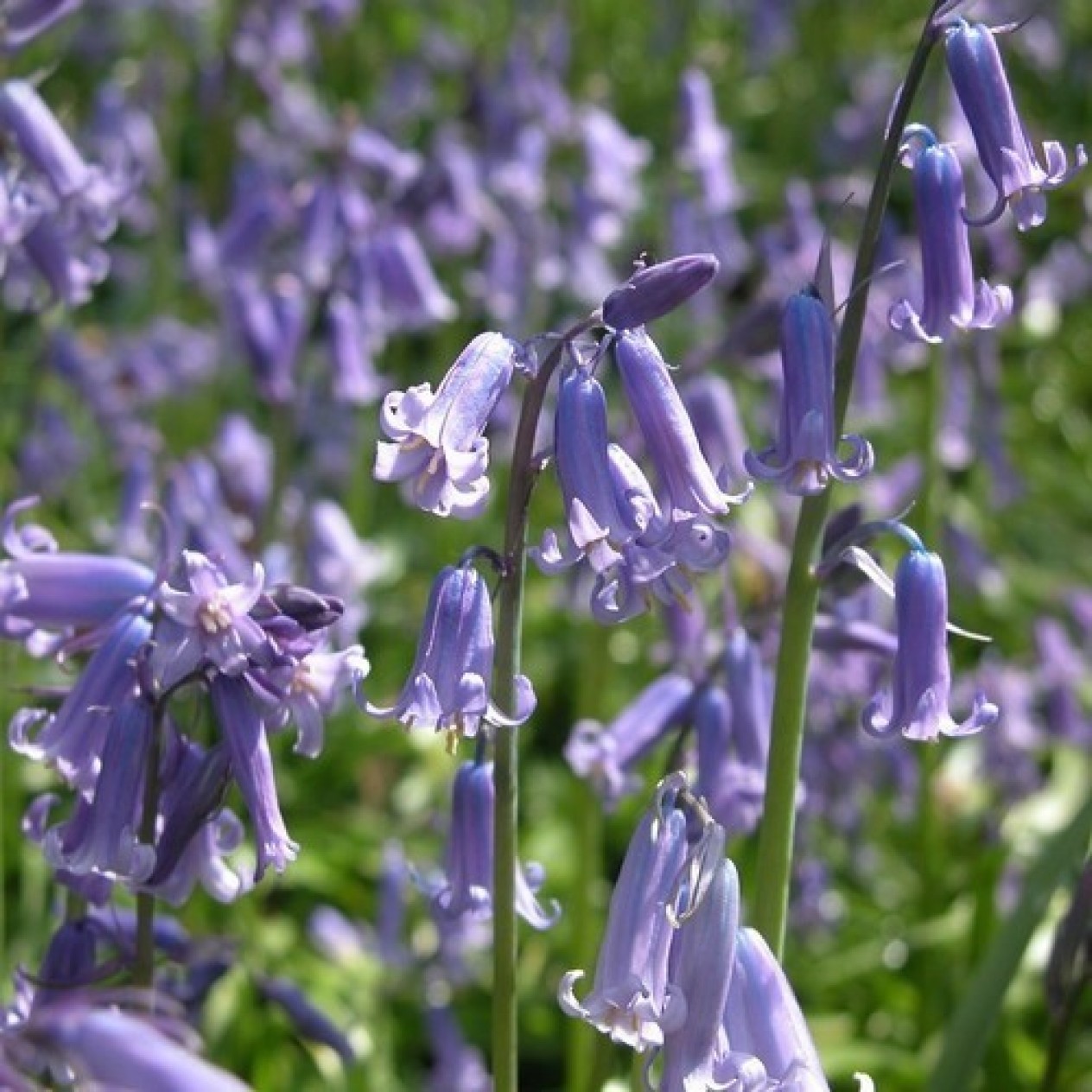 735800-hyacinthoides-hispanica-blue