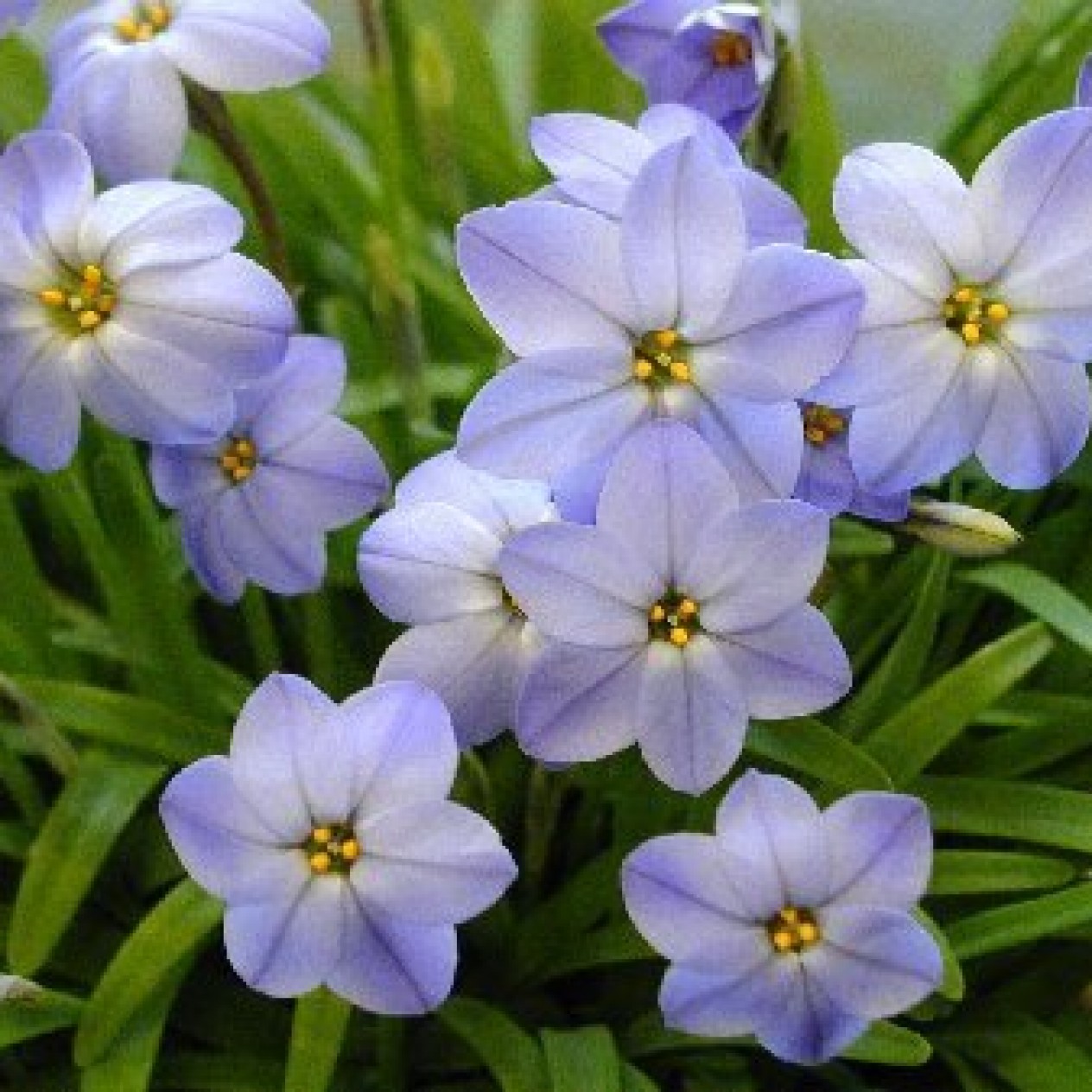735900-ipheion-uniflorum-wisley-blue