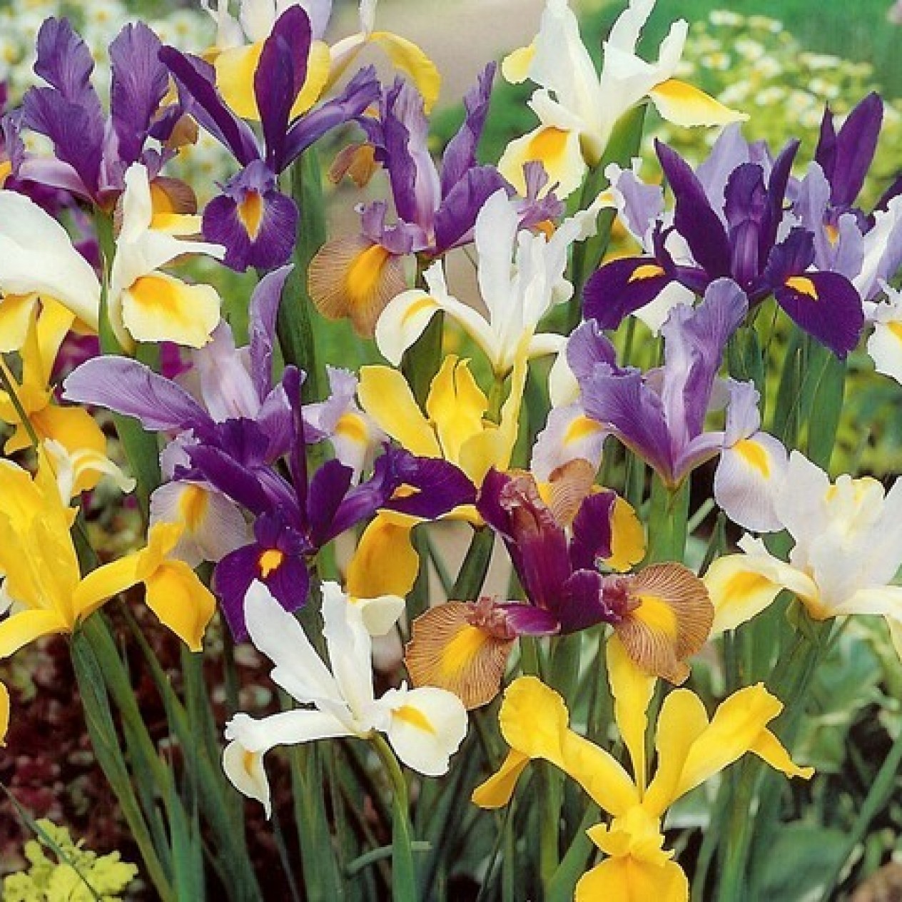 735950-iris-hollandse-hybriden-mix