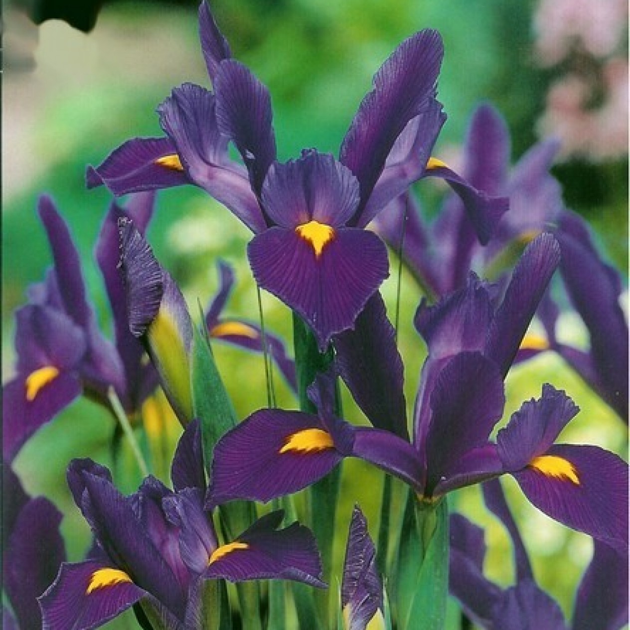 735970-iris-hollandse-hybriden-blue-discovery