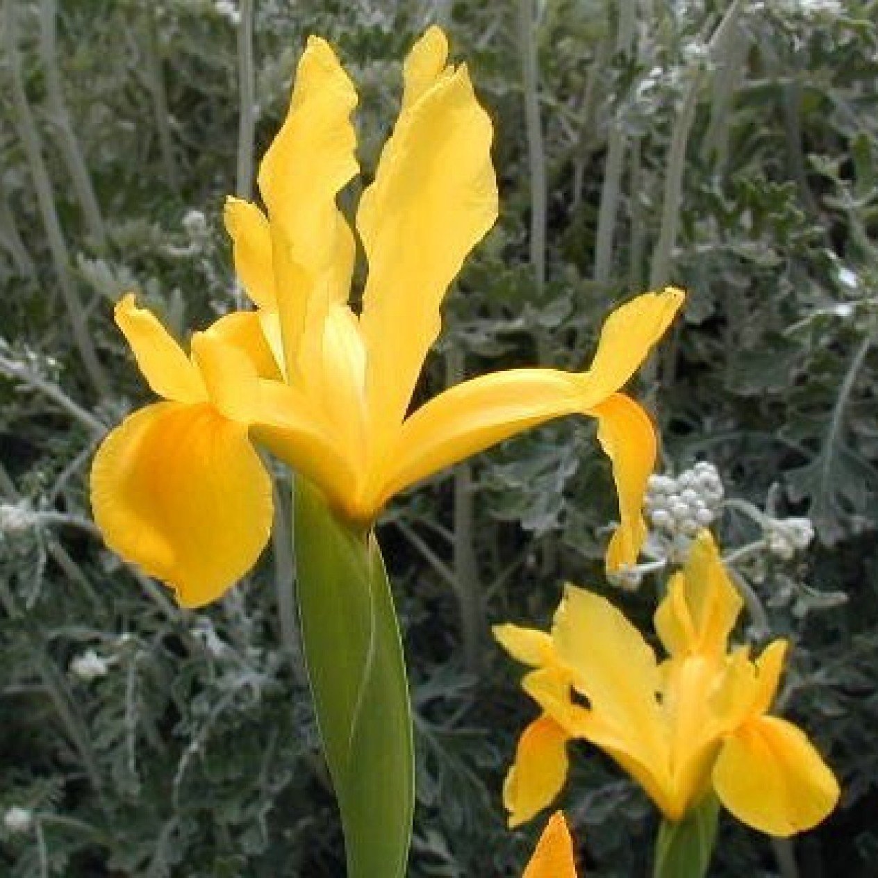 735980-iris-hollandse-hybriden-yellow