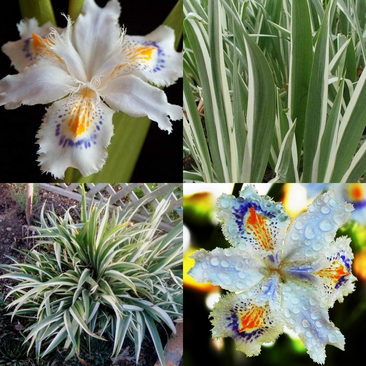 736122-iris-japonica