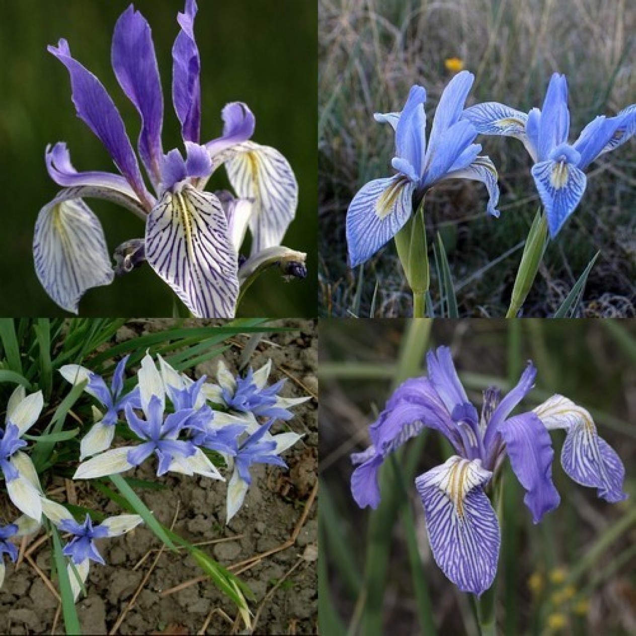 736123-iris-missouriensis