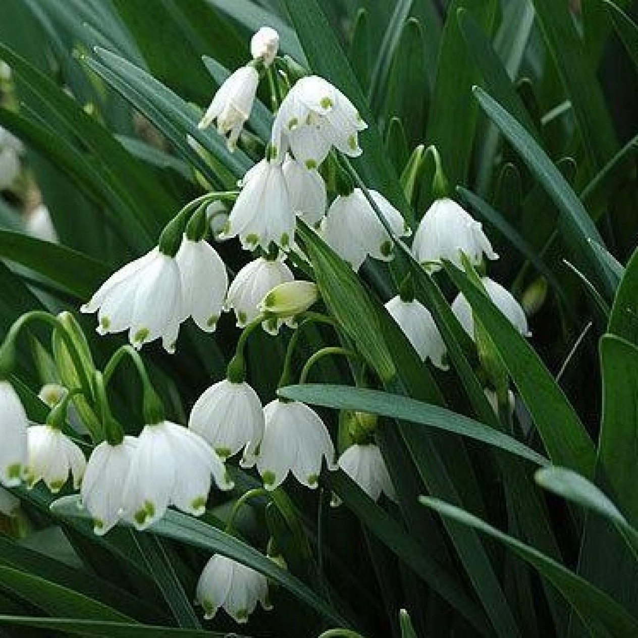 736240-leucojum-aestivum