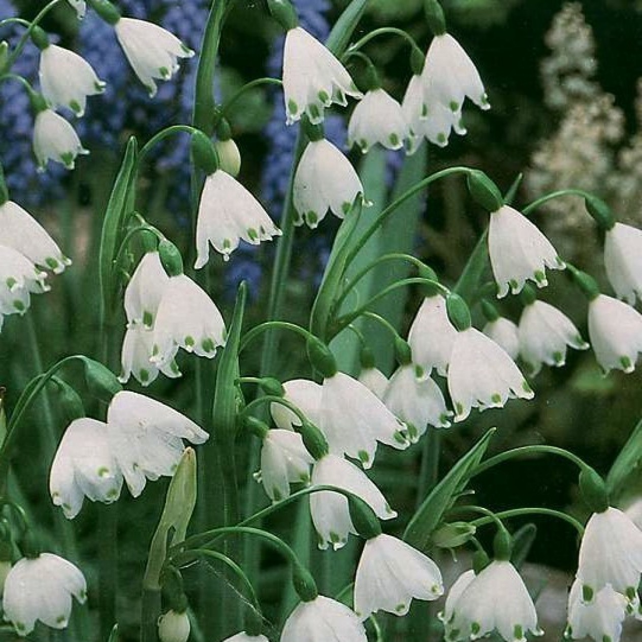 736251-leucojum-aestivum-gravetye-giant