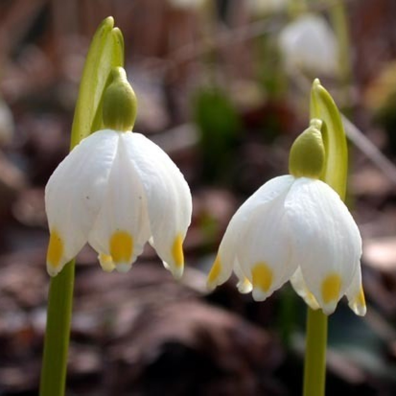 736270-leucojum-vernum