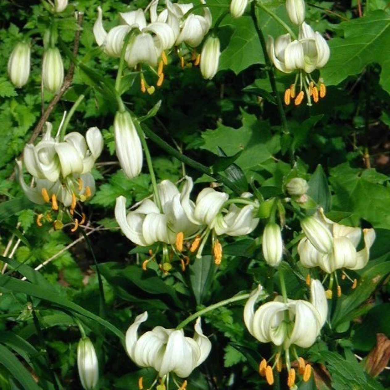 736322-lilium-martagon-alba