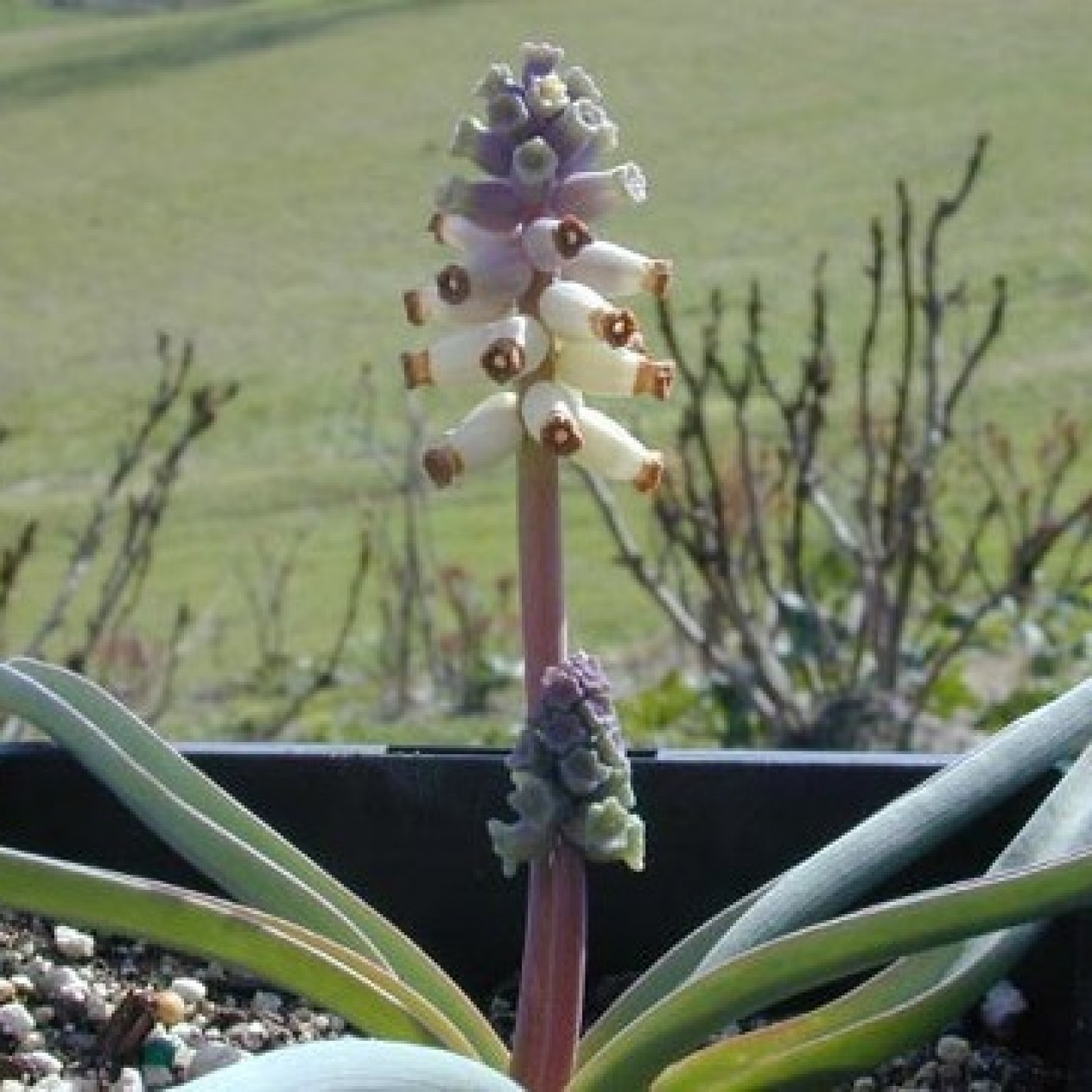 736390-muscari-ambrosiacum