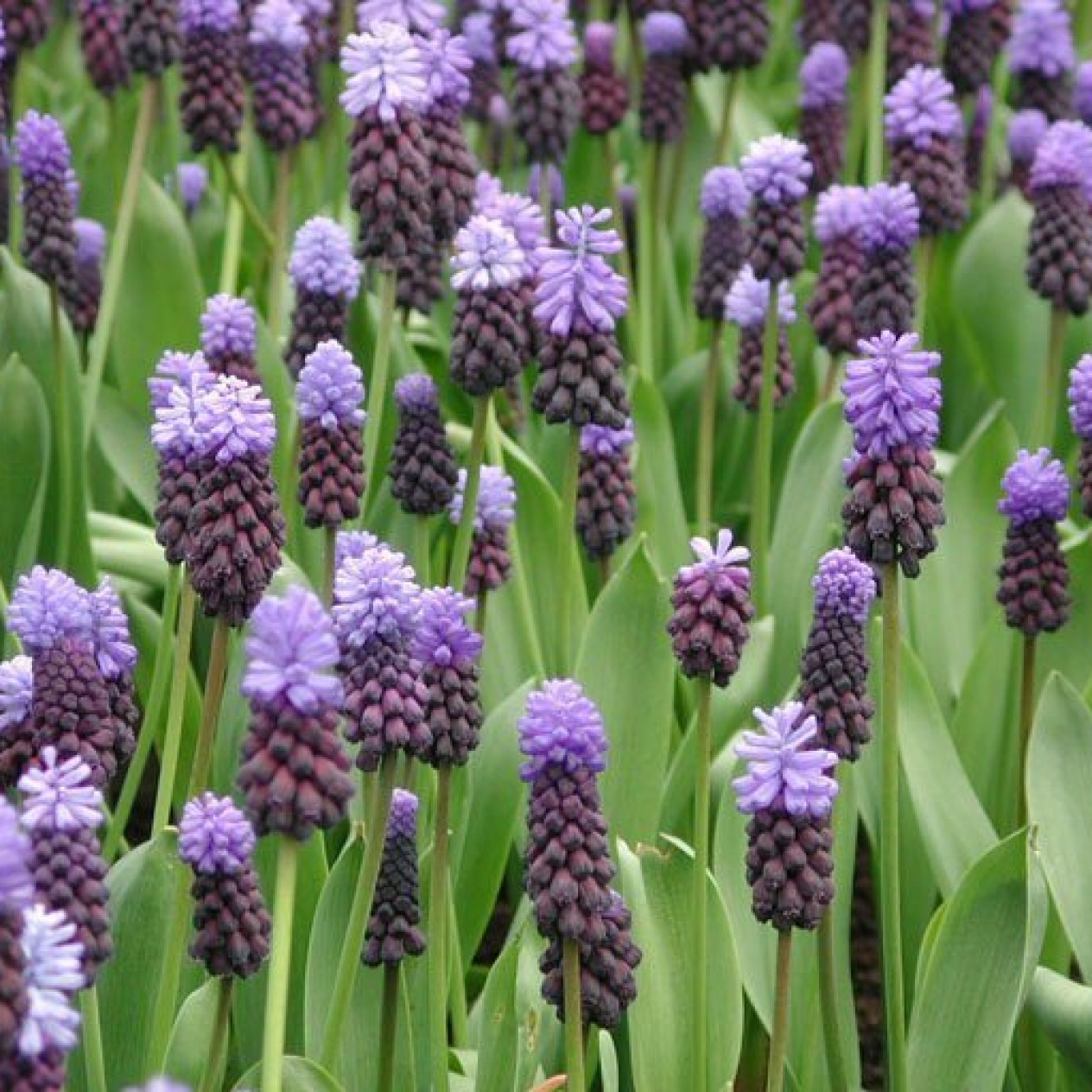 736490-muscari-latifolium