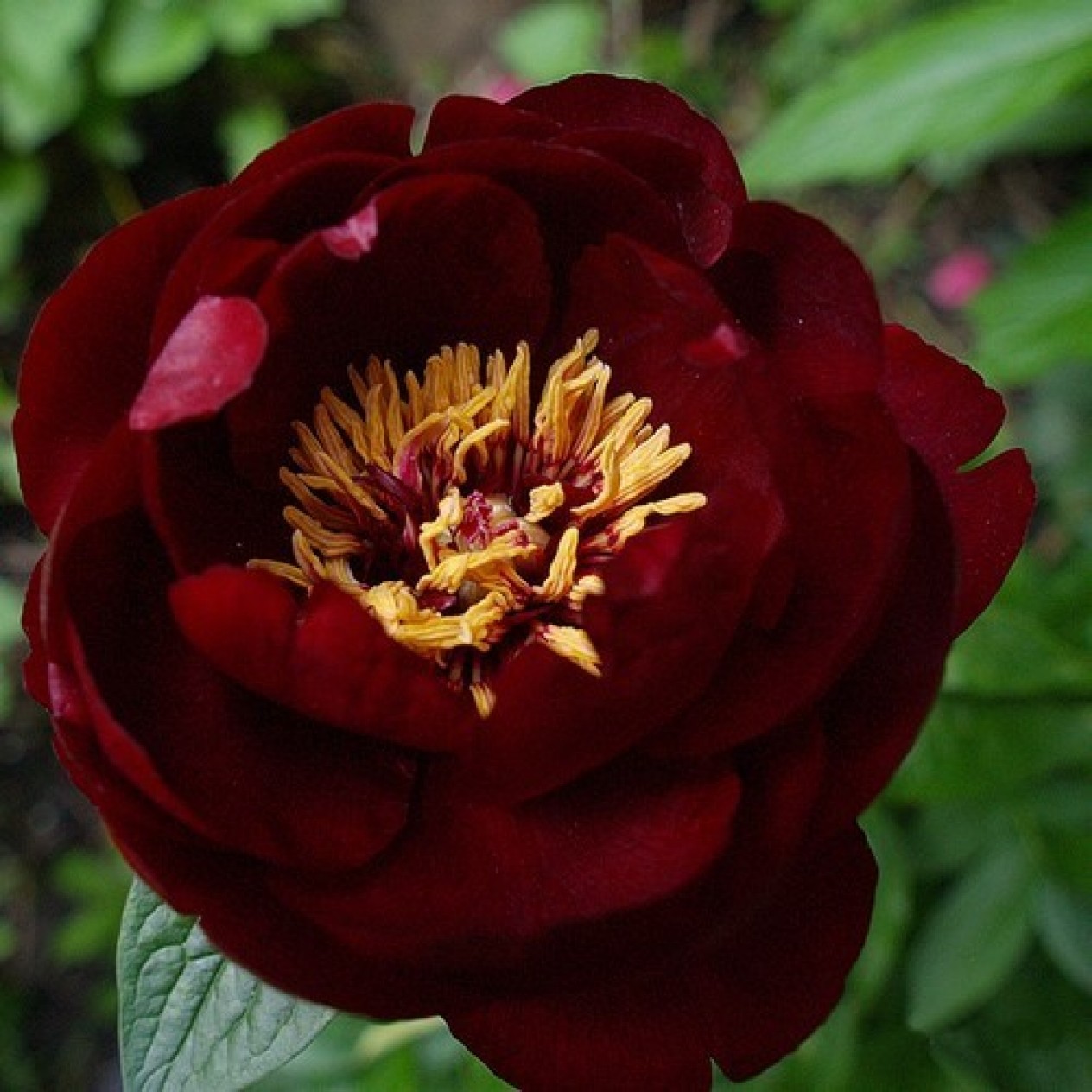 736646-paeonia-lactiflora-buckeye-belle