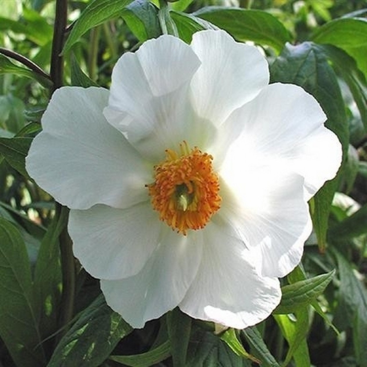 736665-paeonia-lactiflora-early-windflower