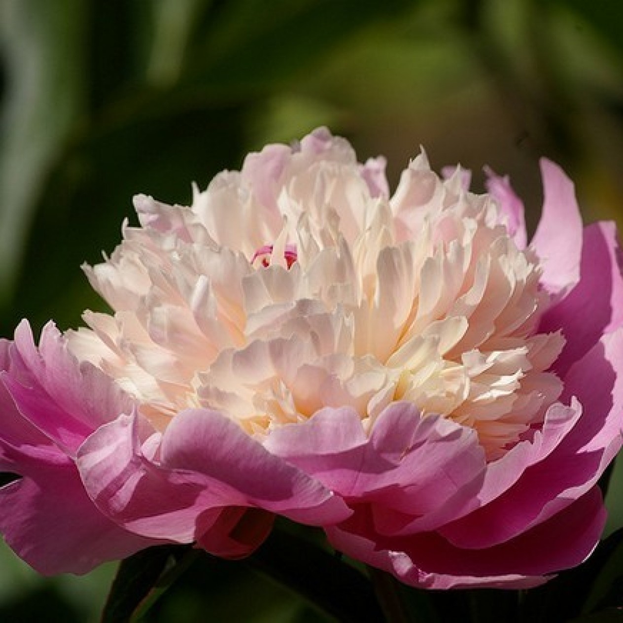 736740-paeonia-lactiflora-nymphe-sorbet
