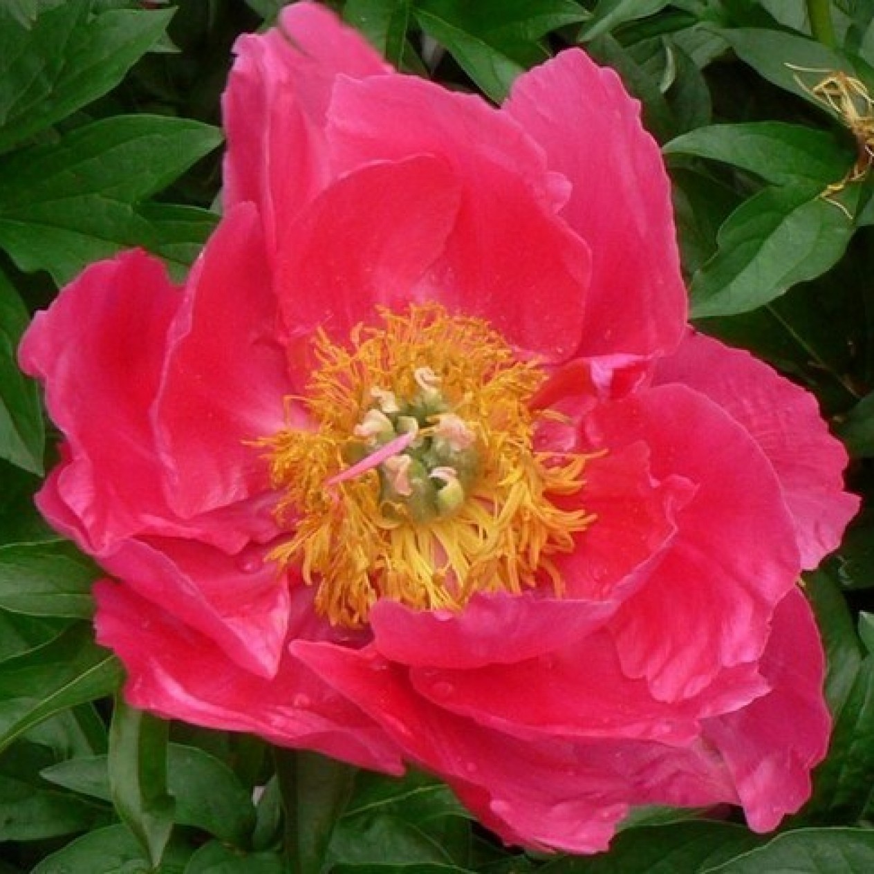 736750-paeonia-lactiflora-paula-fay