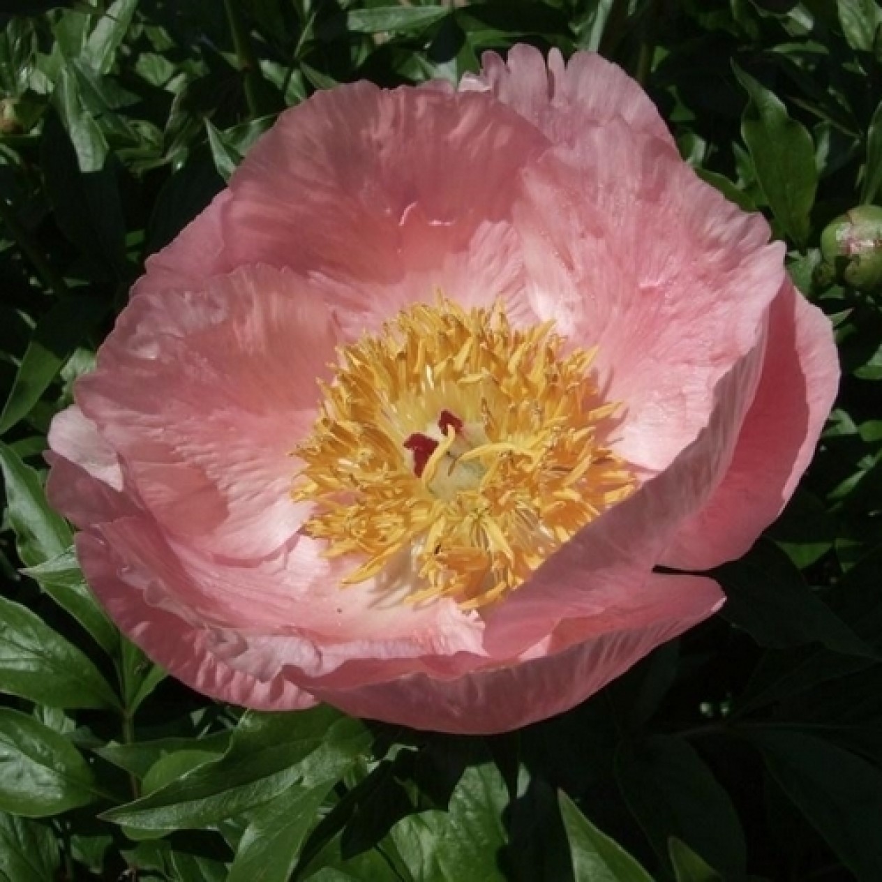 736763-paeonia-lactiflora-roselette