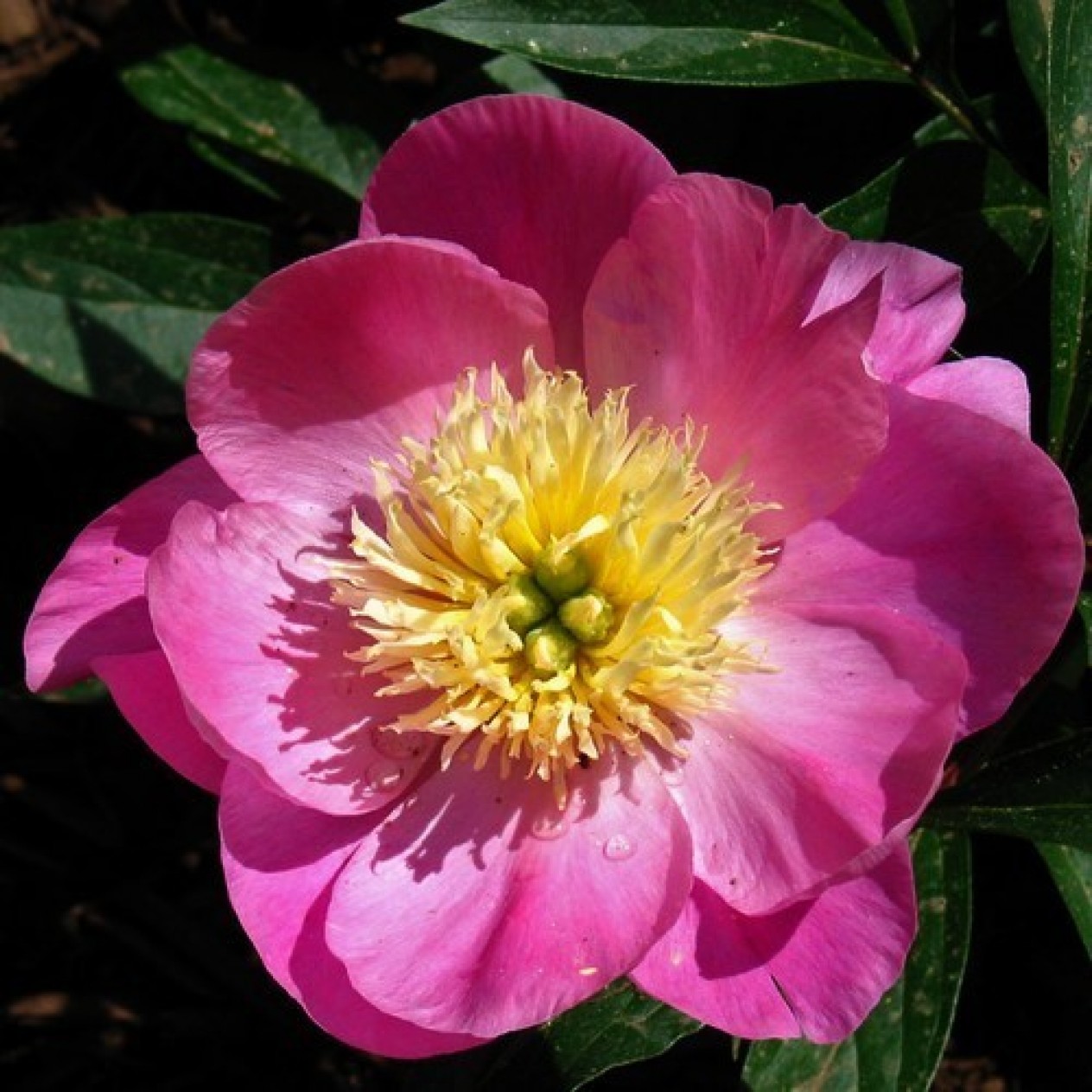 736794-paeonia-lactiflora-wladyslawa