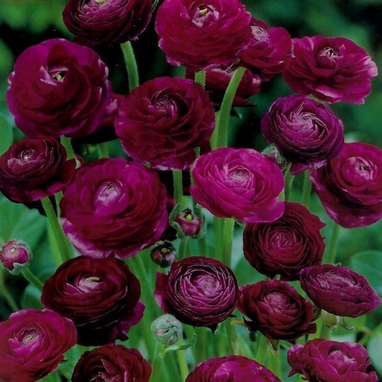 736870-ranunculus-asiaticus-paeony-flowered-purple