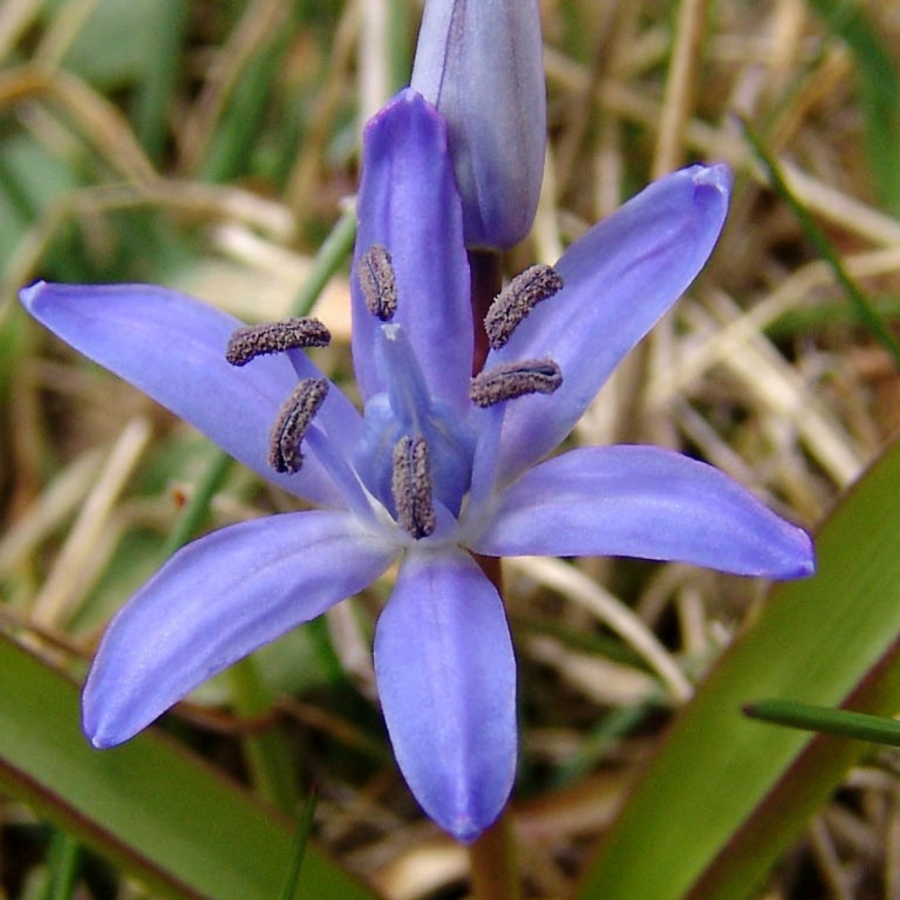 736930-scilla-bifolia