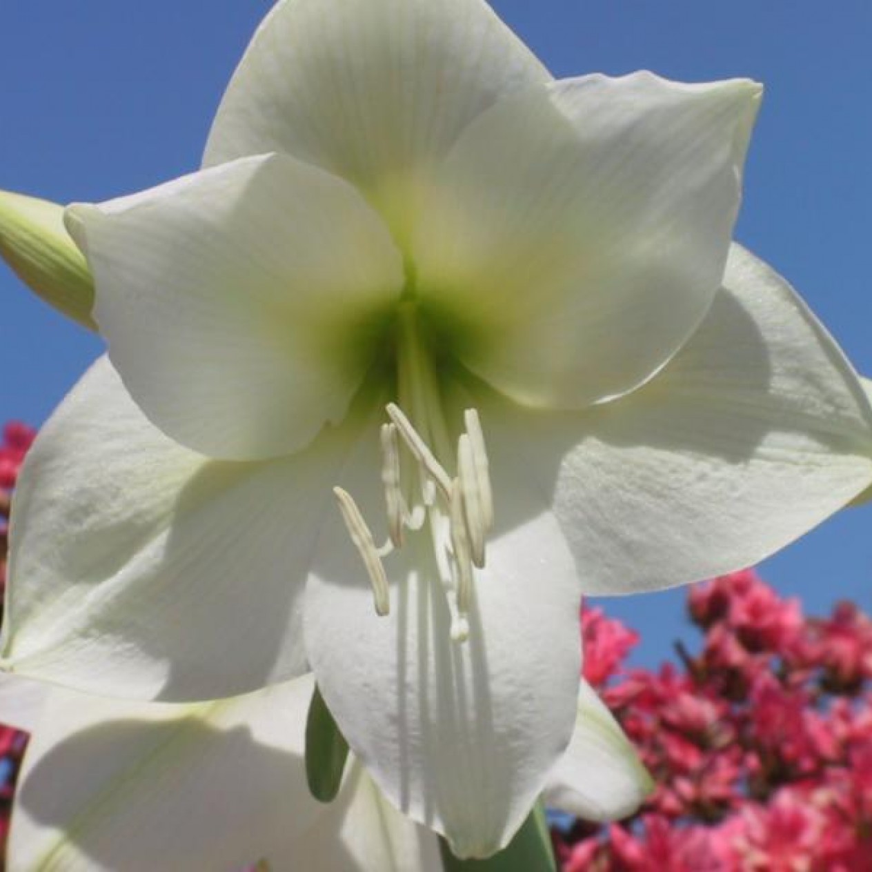738580-hippeastrum-ludwig-dazler-mont-blanc-moscow