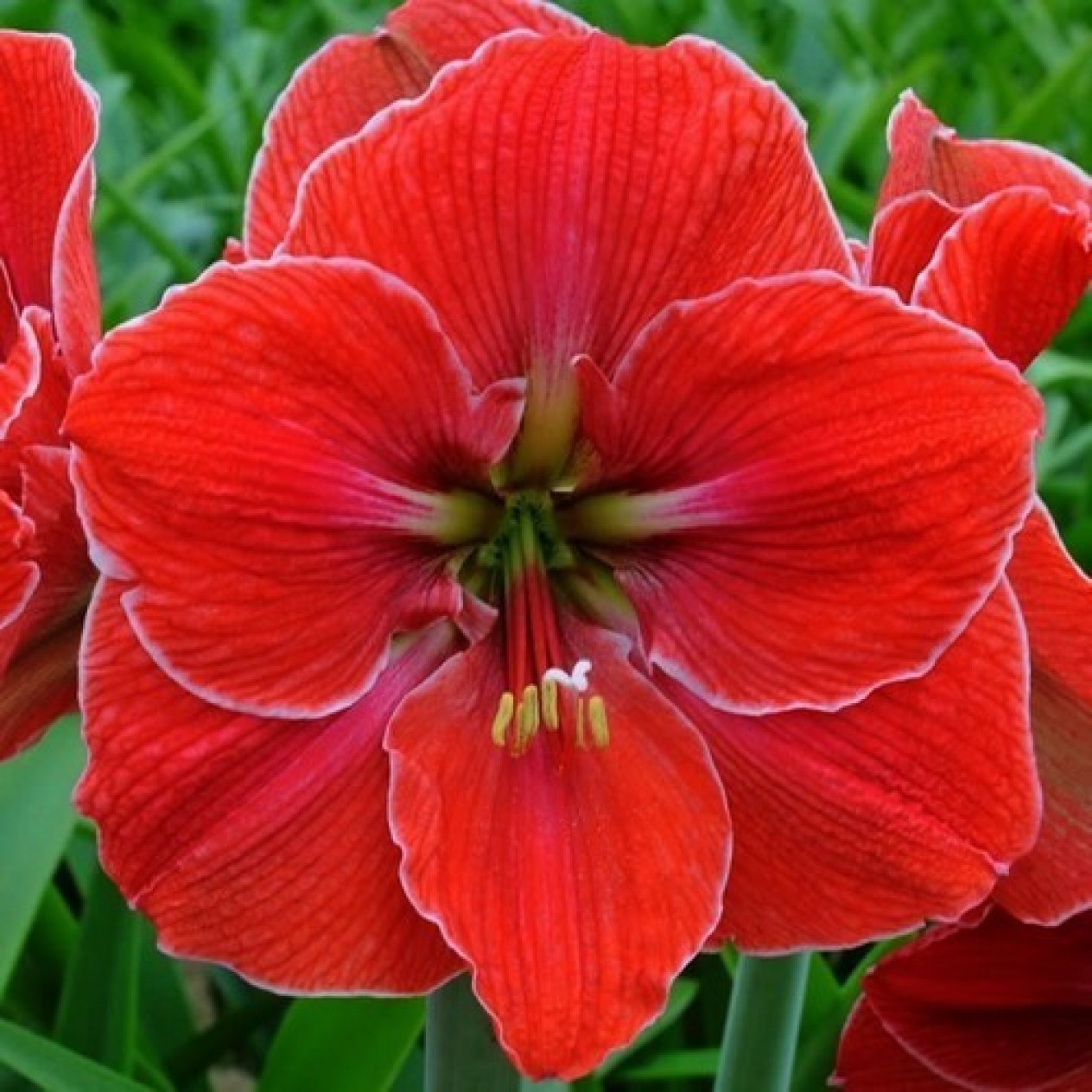 738592-hippeastrum-machical-touch