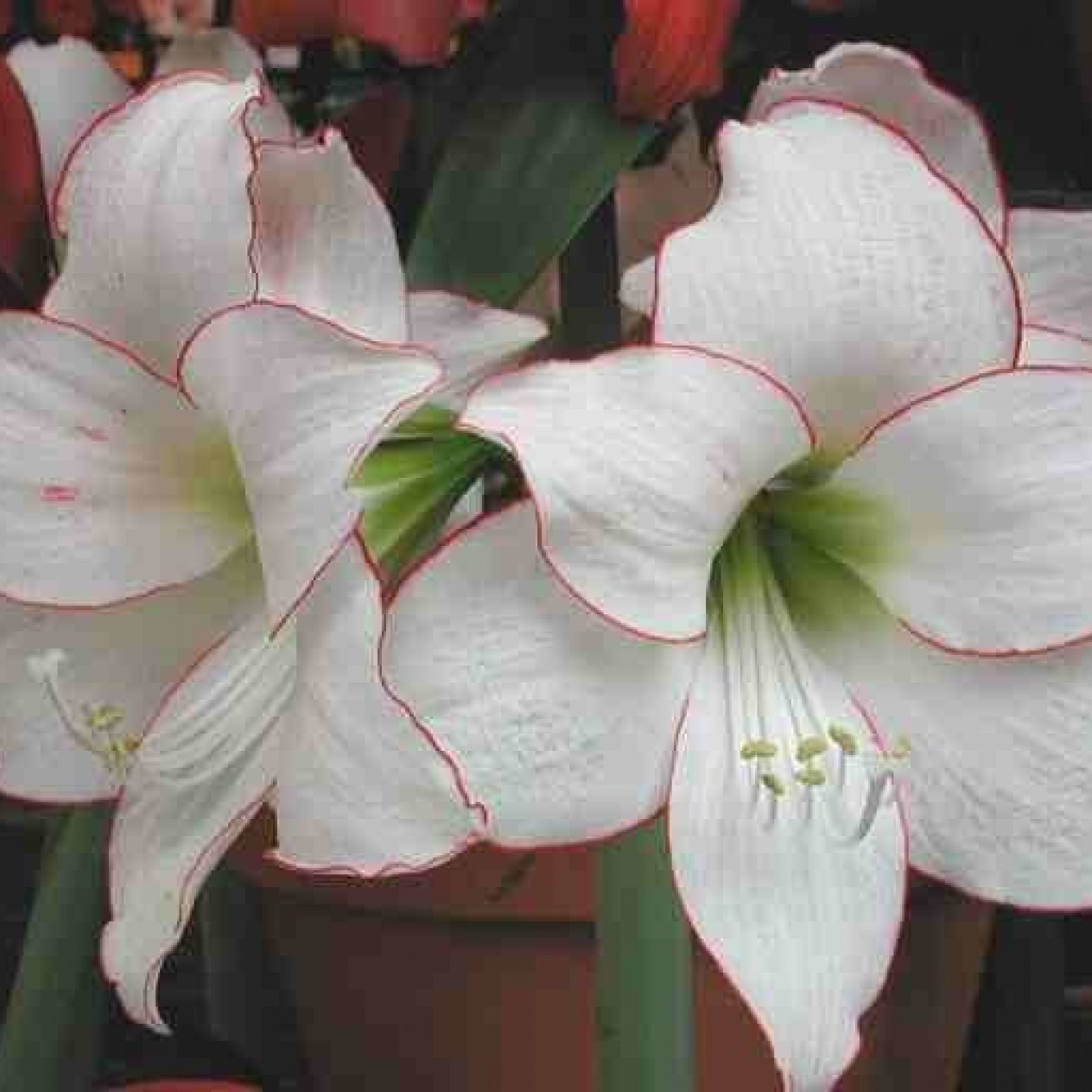 738750-hippeastrum-picotee