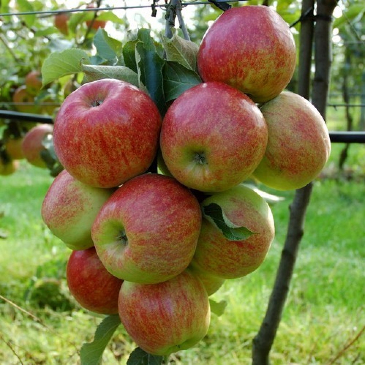 818300-appel-jonagold