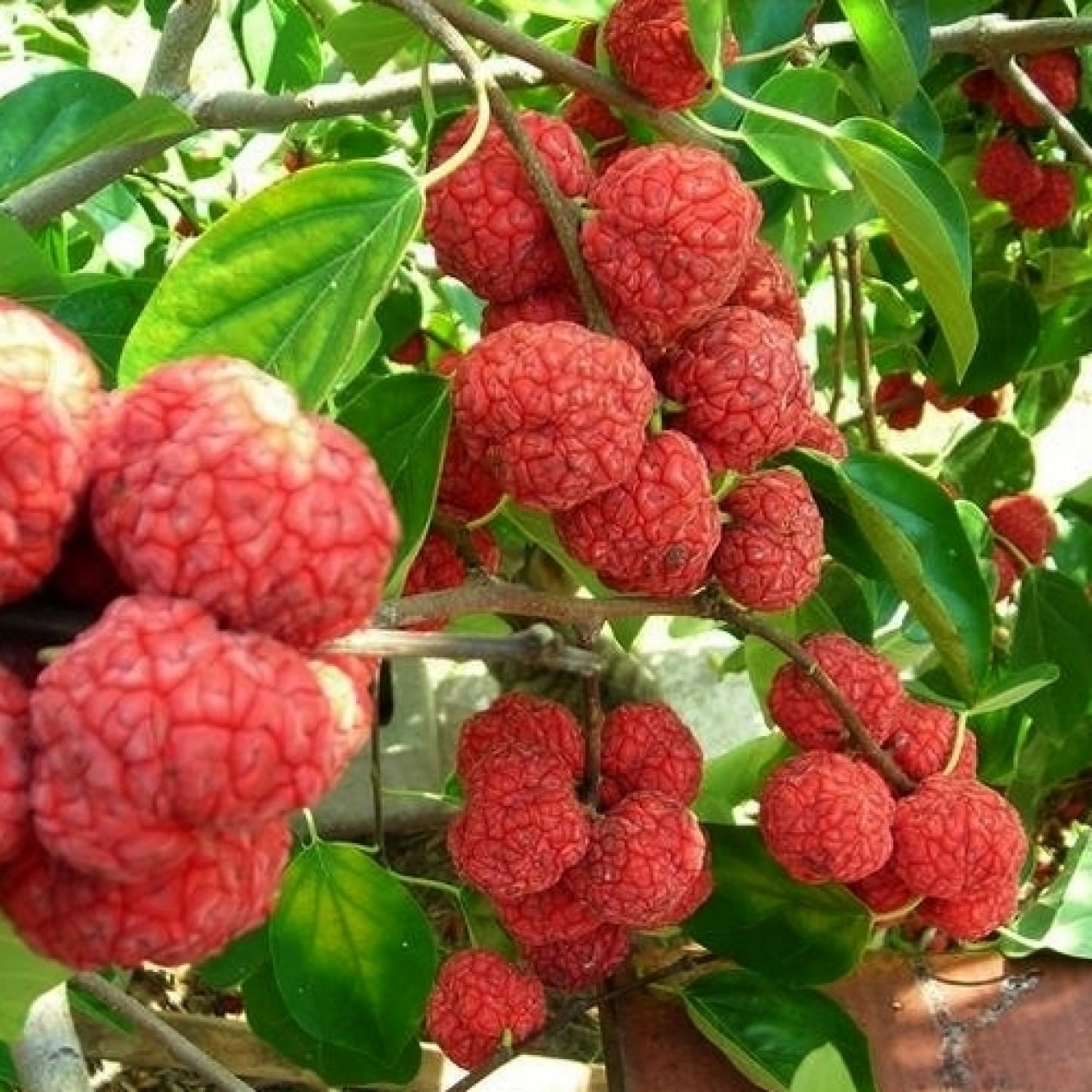 819061-che-fruit-seedless-che-parthenos