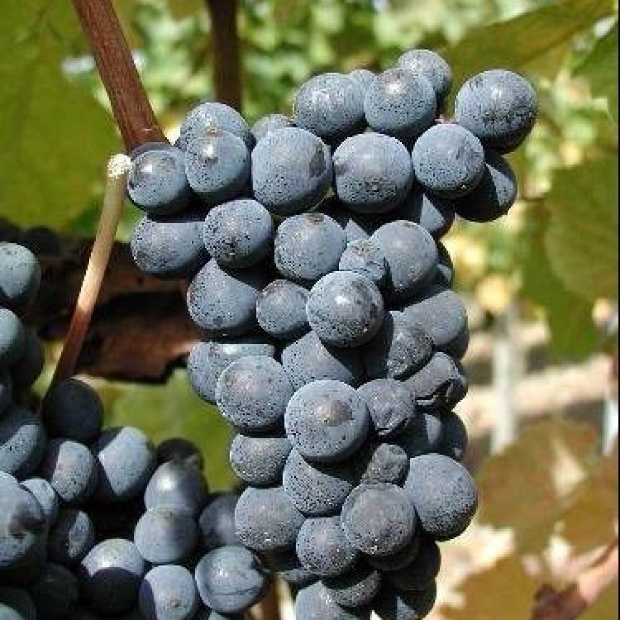 820180-blauwe-buitendruif-fruh-burgunder-blauer-burgunder