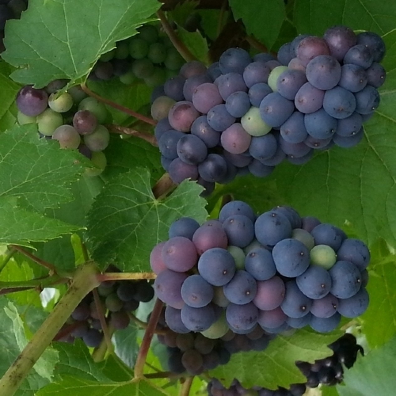820240-blauwe-buitendruif-leon-millot