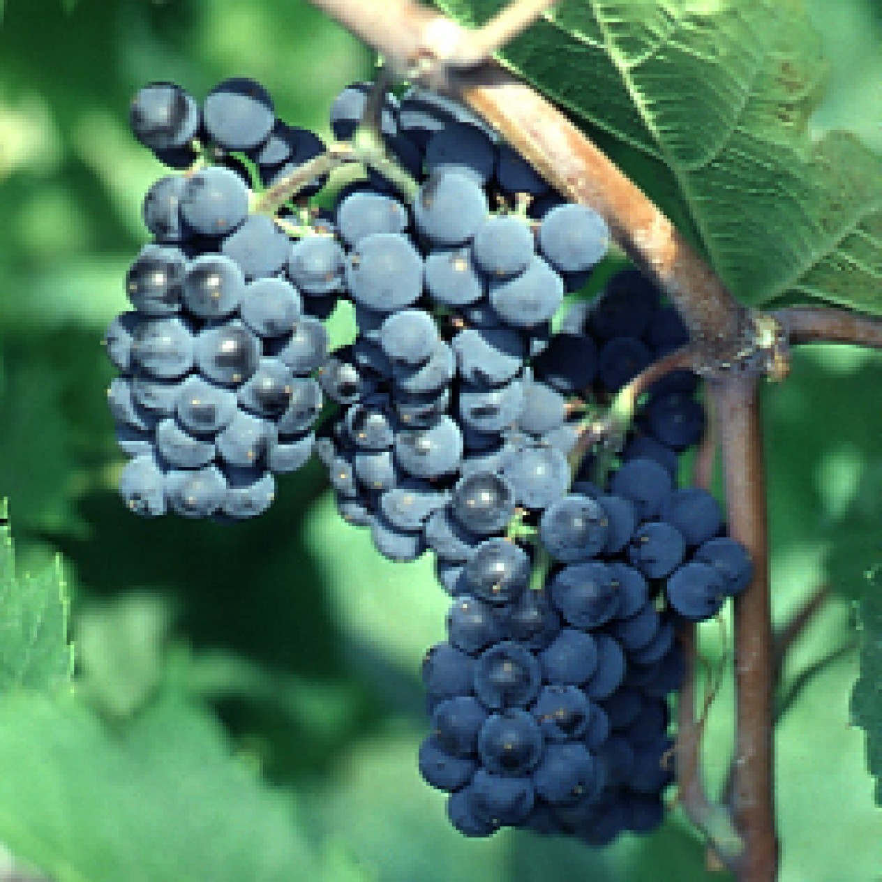 820250-blauwe-buitendruif-marechal-foch-kuhlmann-188