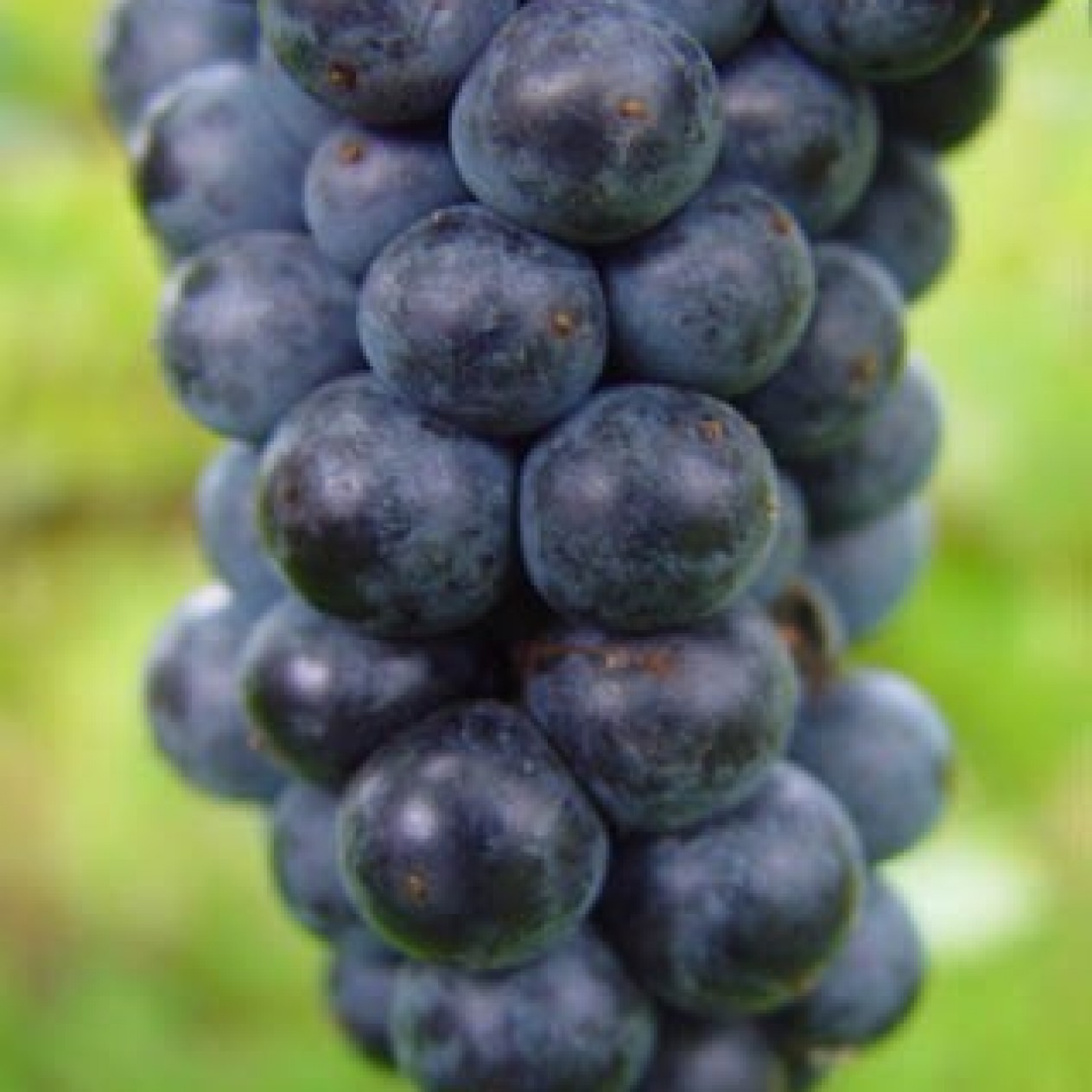 820310-blauwe-buitendruif-oberlin-noir