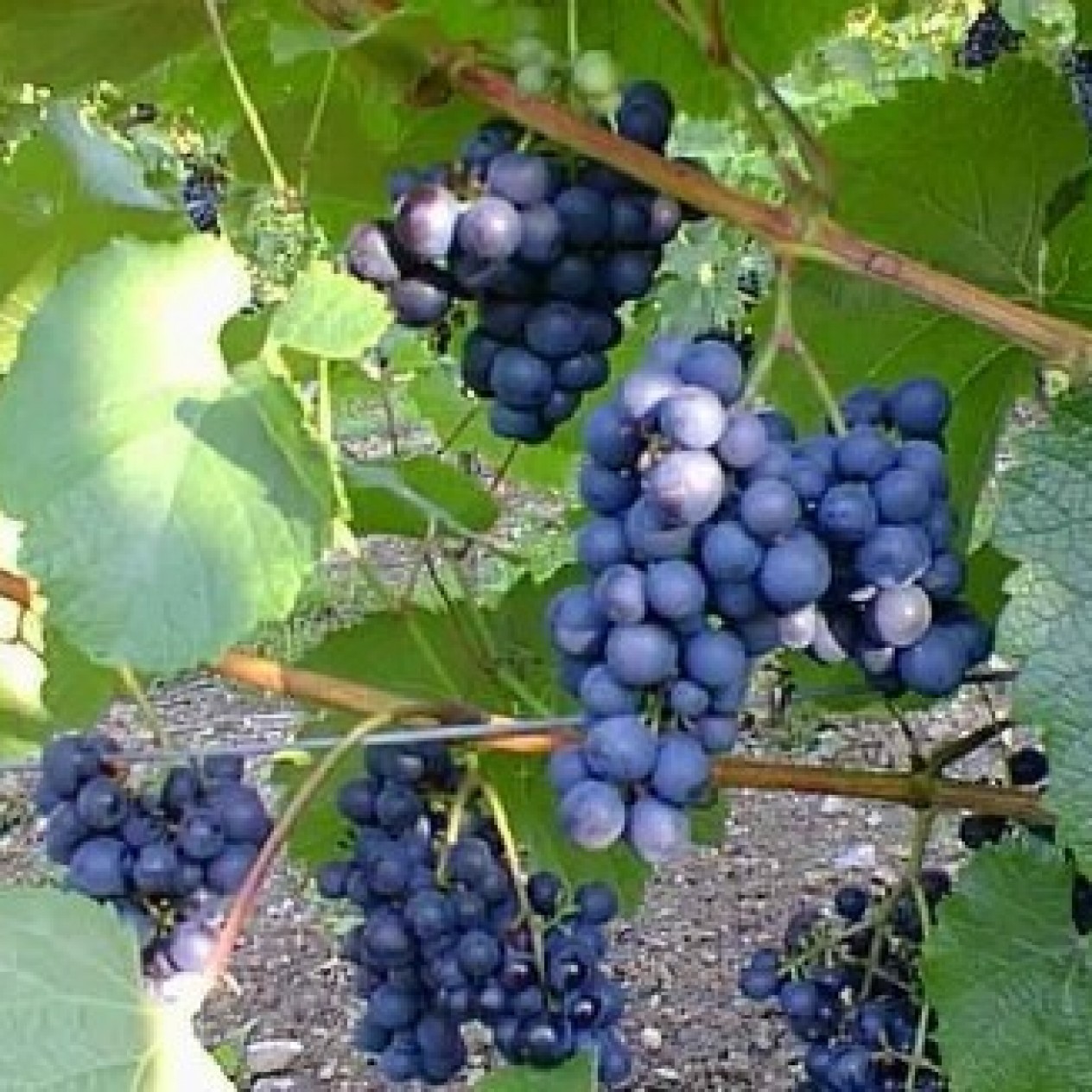 820450-blauwe-buitendruif-rondo-golubok
