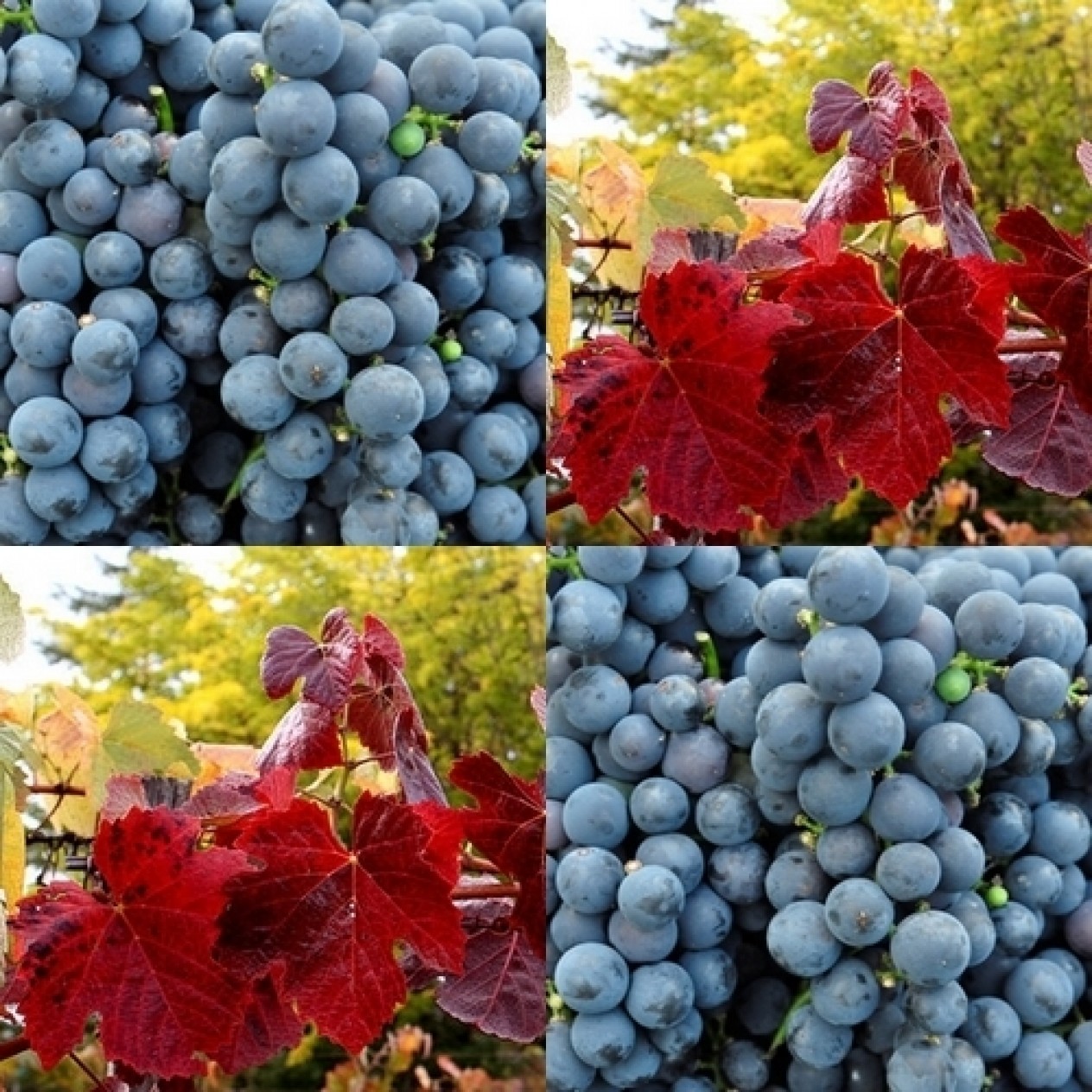 820470-blauwe-buitendruif-spetchley-red