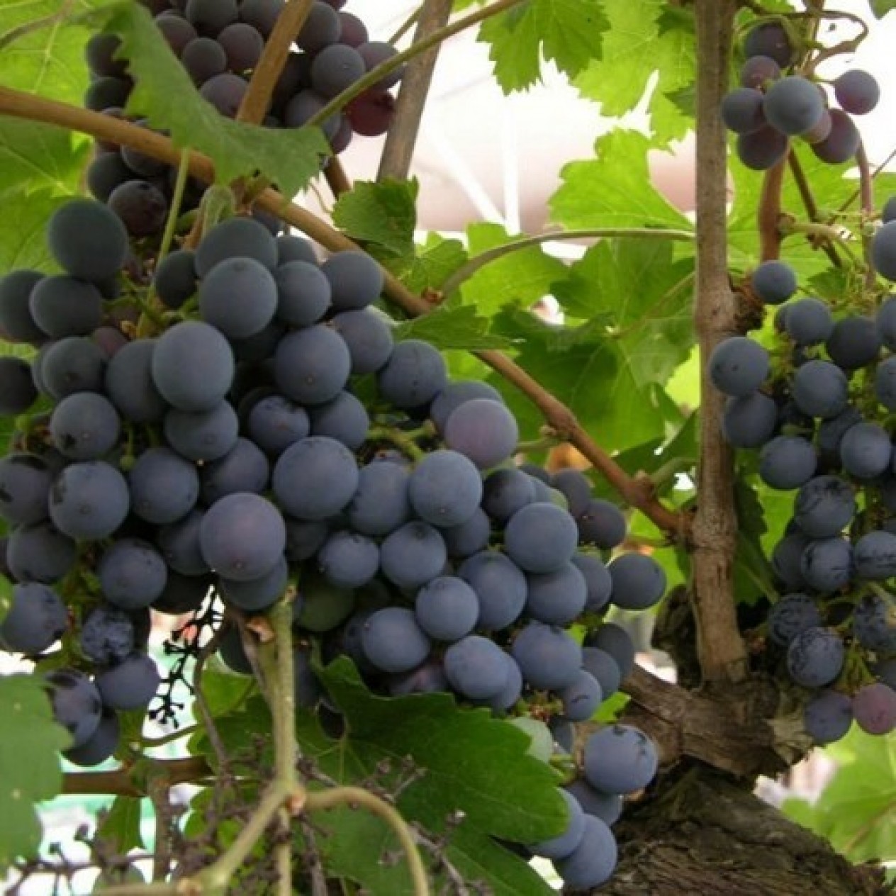 820500-blauwe-buitendruif-zilga