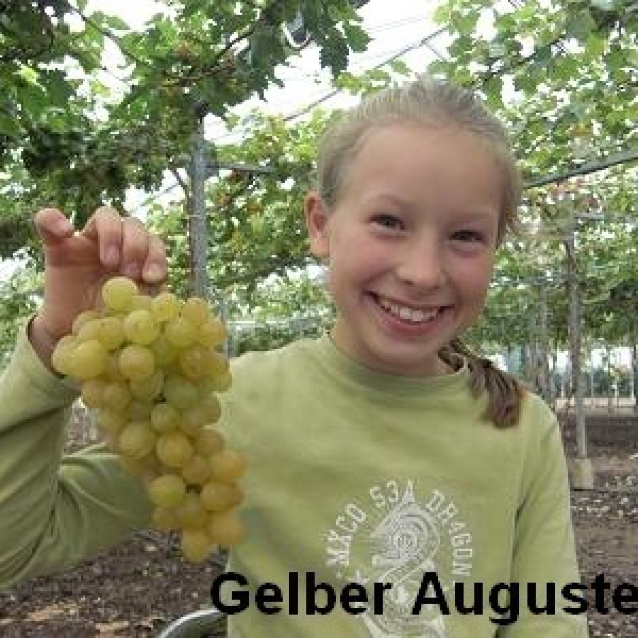821042-gele-buitendruif-gelber-augusteller-fanny-gelber-muskateller