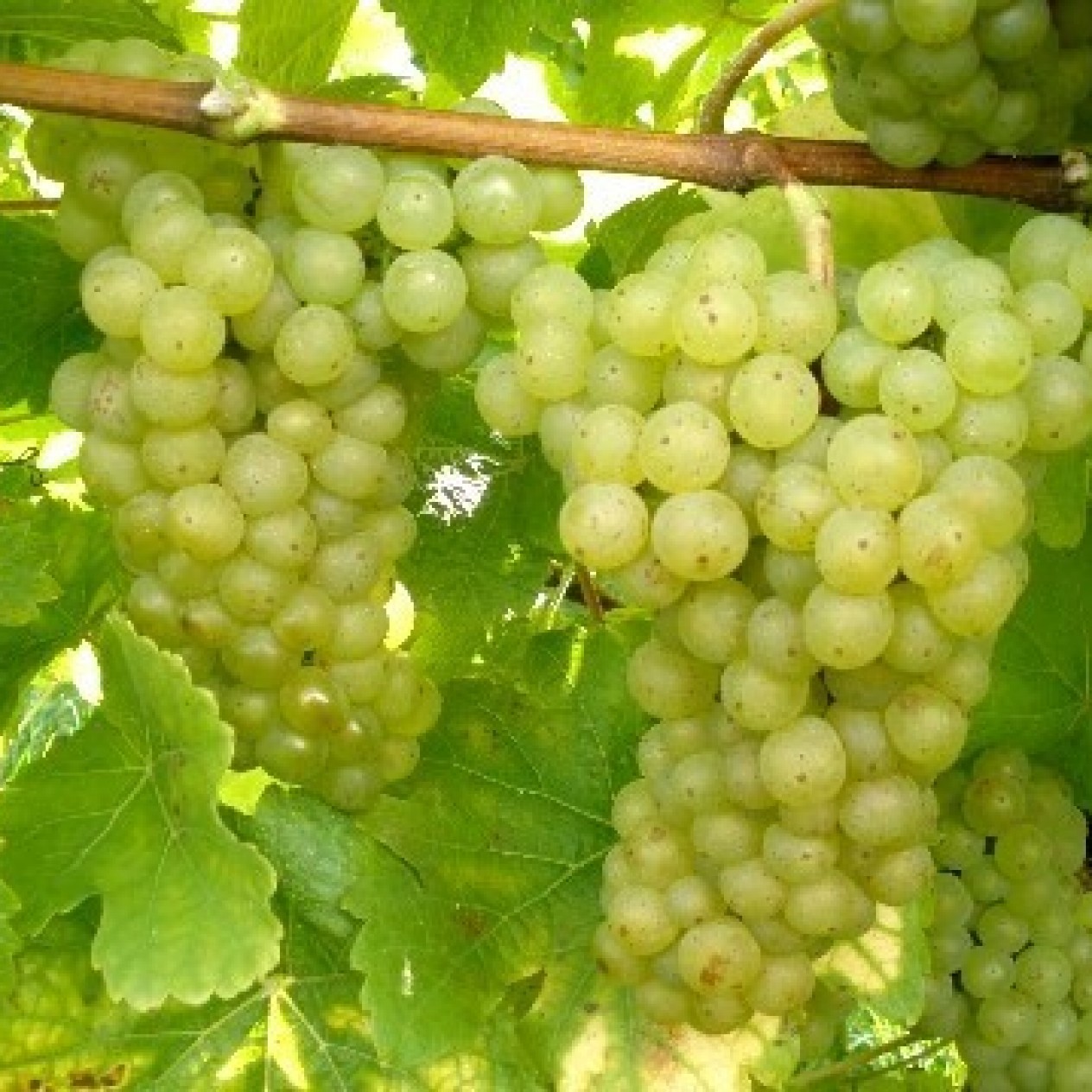 821070-witte-buitendruif-johanniter