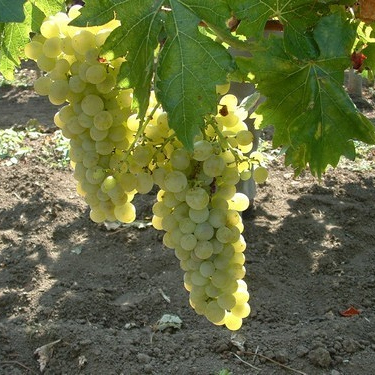 821220-witte-buitendruif-poloskei-muskotaly