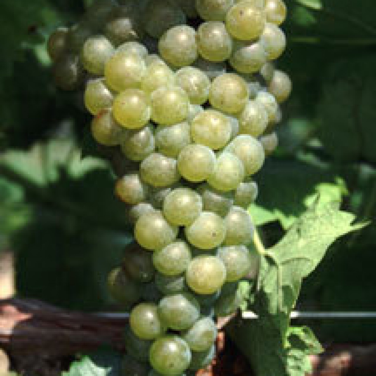 821300-witte-buitendruif-seyval-blanc