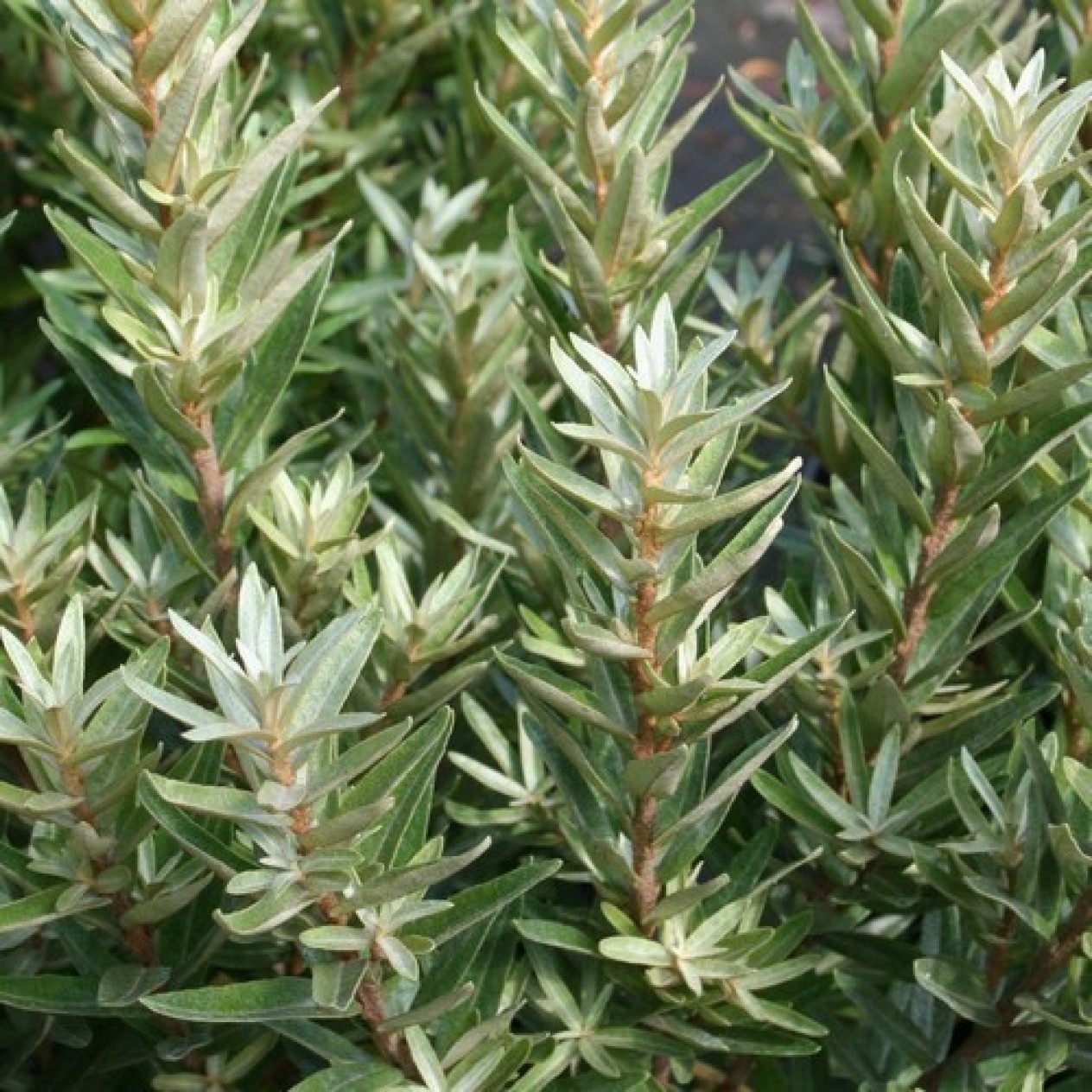 822024-duindoorn-mannelijk-hikul