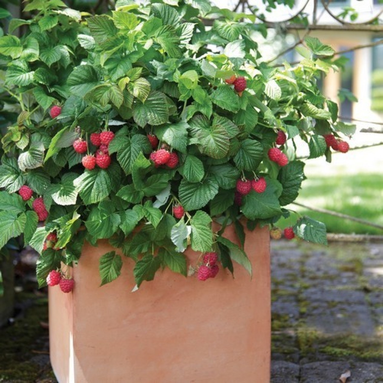 822160-pot-zomerframboos-ruby-beauty-bonbonberry-yummy
