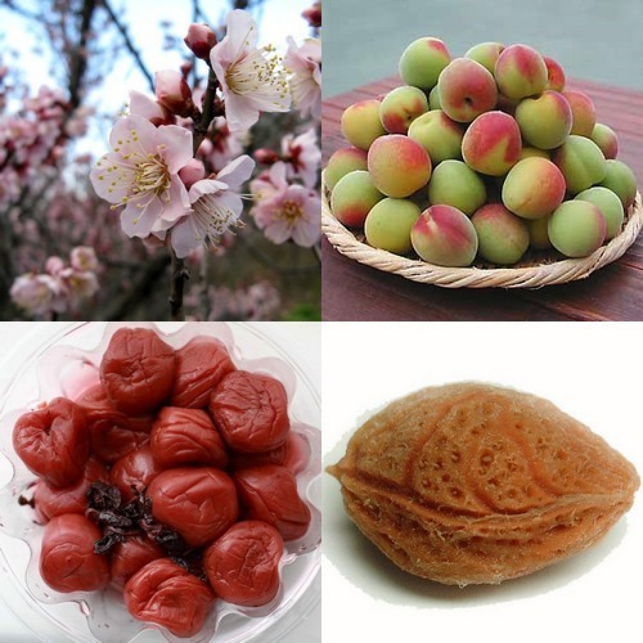 822950-umeboshi-abrikoos-beni-chi-dori