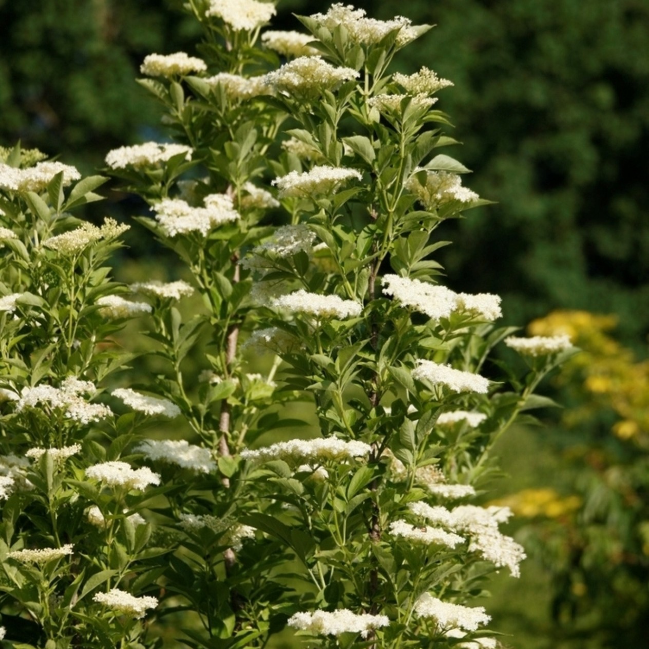 823008-vlier-zuilvormige-obelisk-pyramidalis