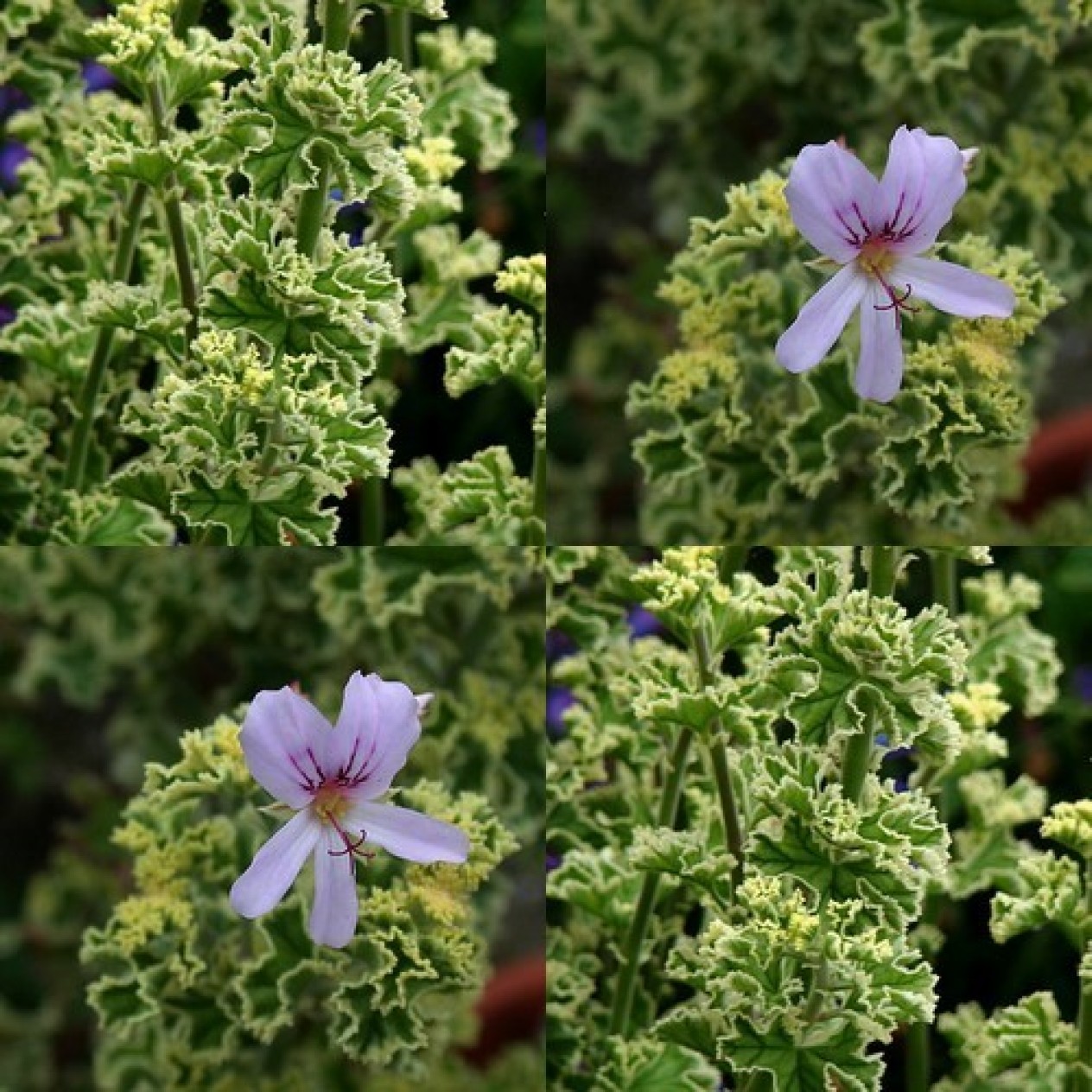 831577-geranium-roos-munt-bontbladig-lady-plymouth