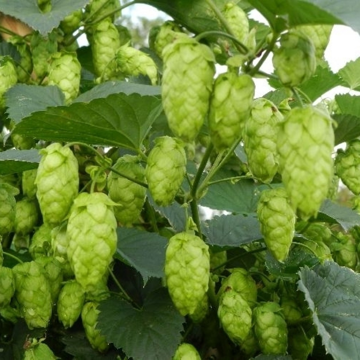 831643-hop-scheuten-cascade