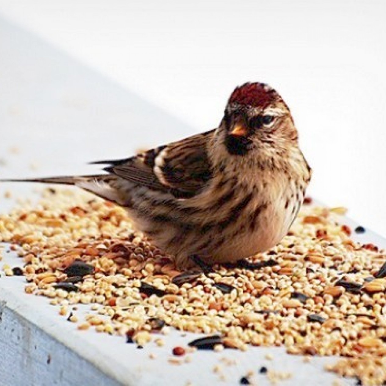 861160-buitenvogelvoer-winterstrooivoer