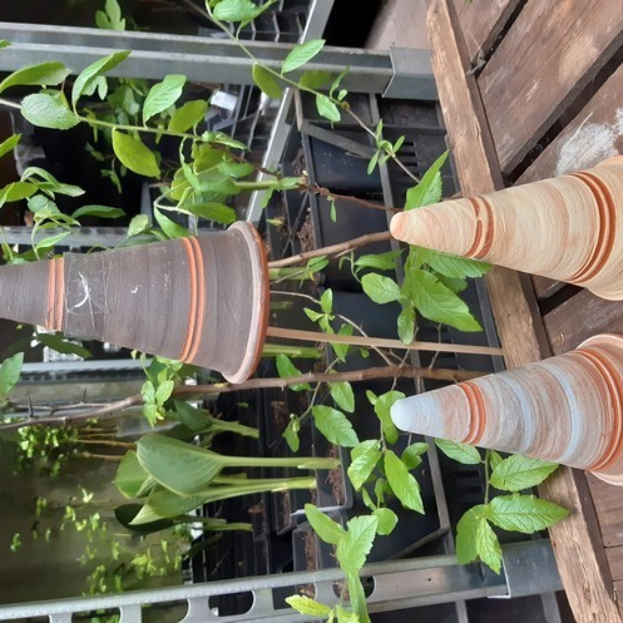 808860-insectenpot-heksenhoed-gekleurd-16-cm